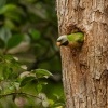 Alexandr ruzovy - Psittacula alexandri - Red-breasted Parakeet 4815